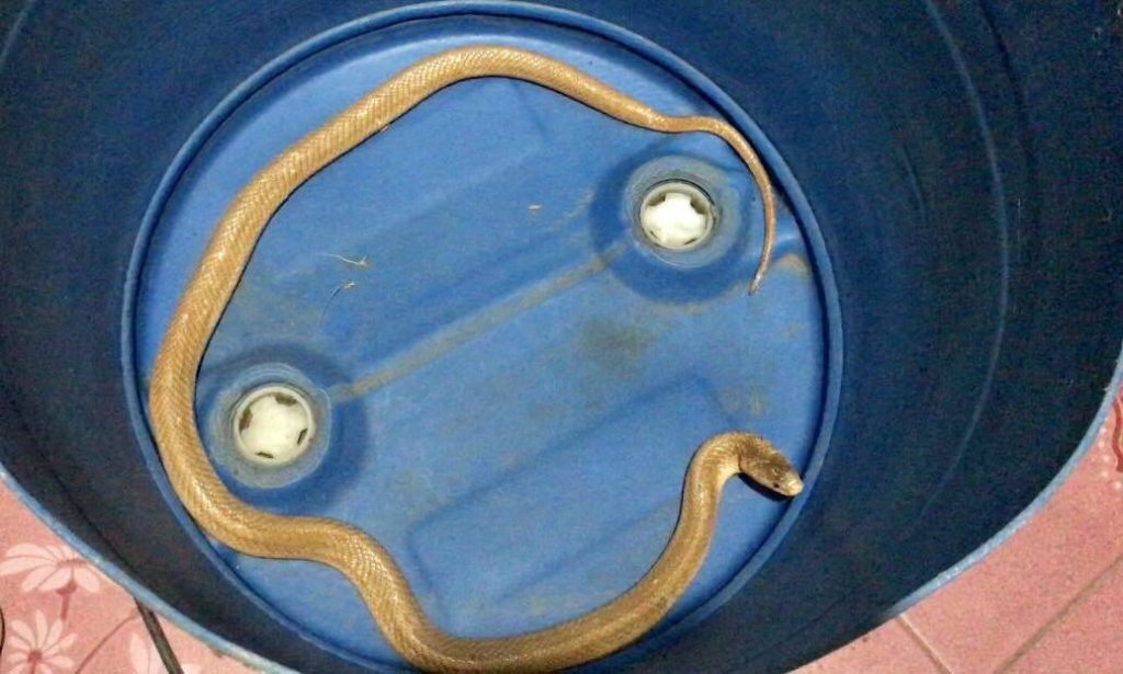 งูเห่าสีทอง 