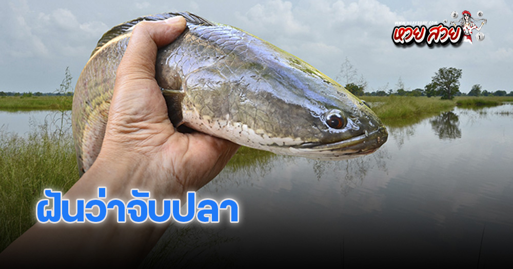 ฝันว่าจับปลา