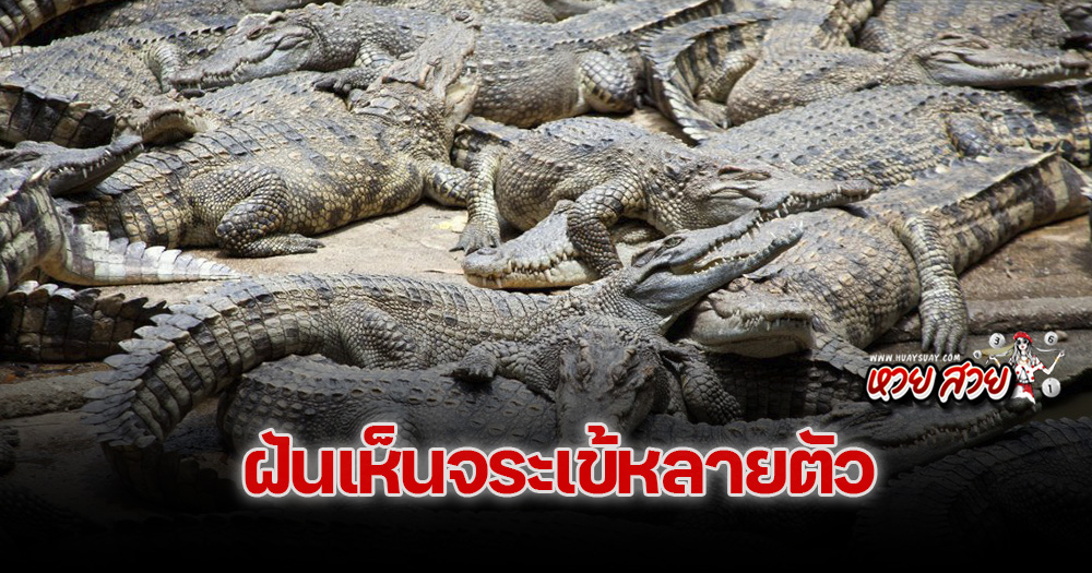 ฝันเห็นจระเข้หลายตัว